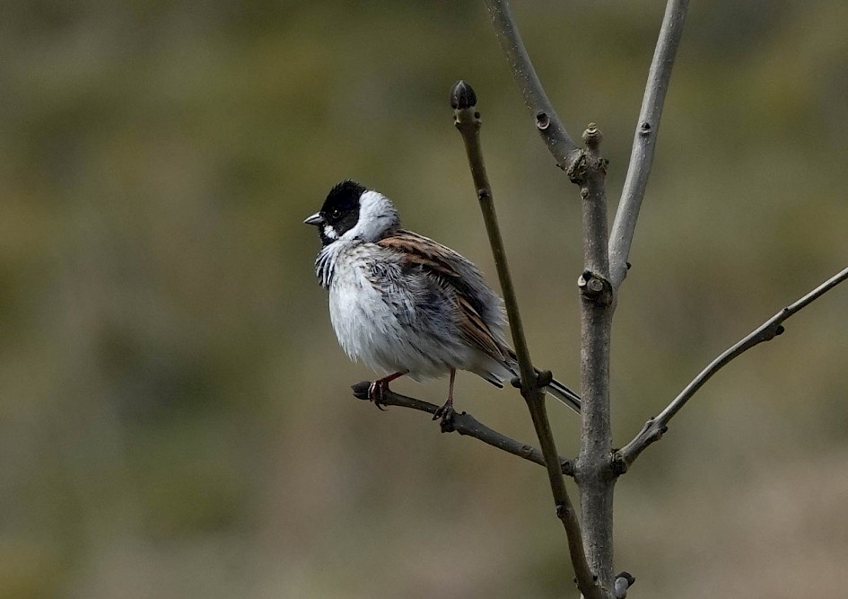 Reed Bunting