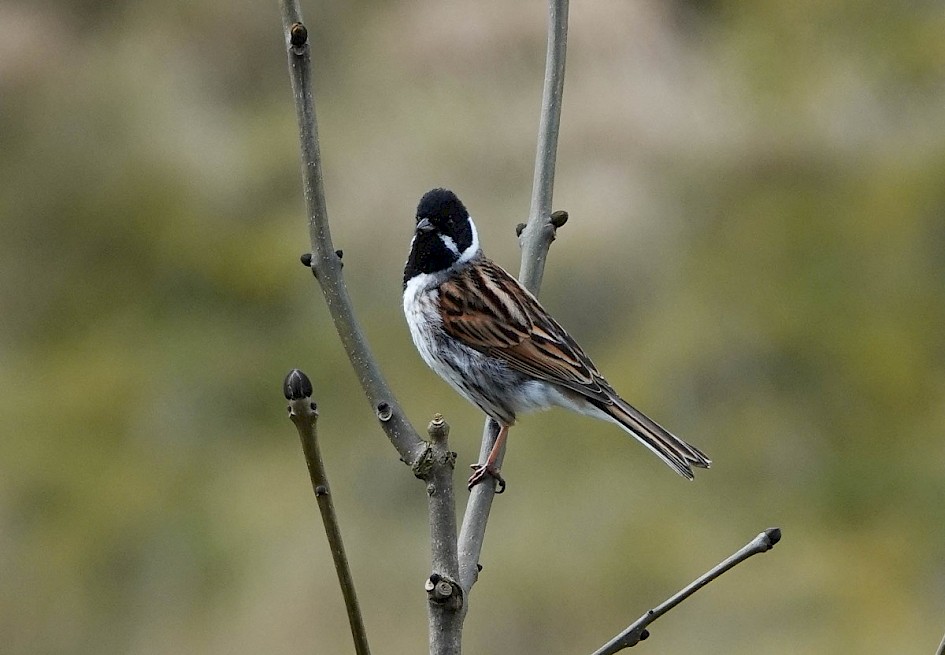 Reed Bunting 