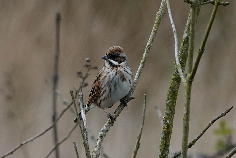 Reed Bunting Female