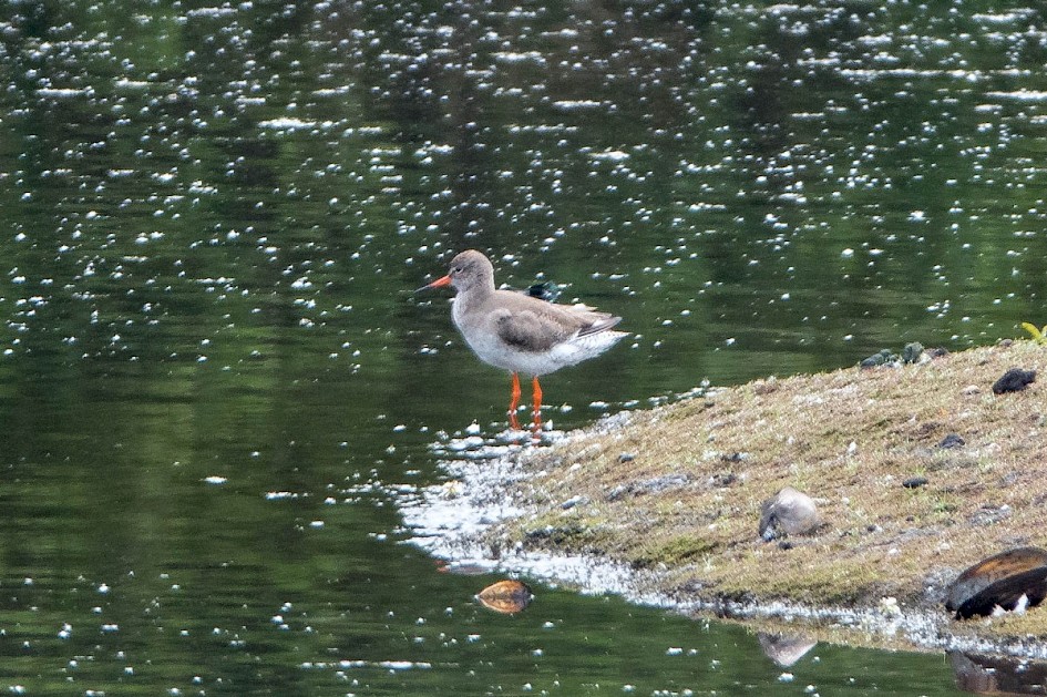 Redshank