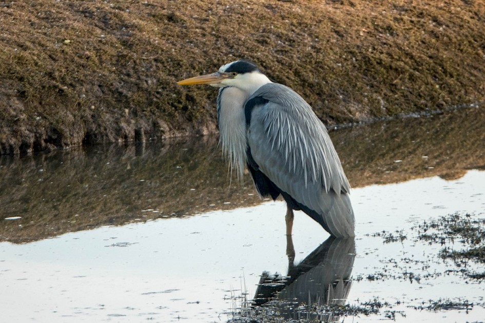 Grey Heron