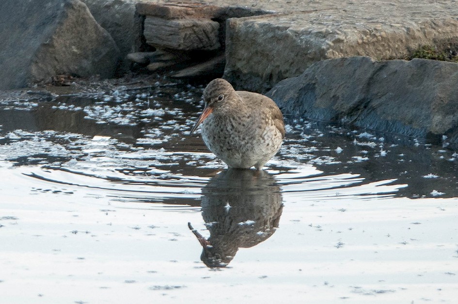 Redshank 