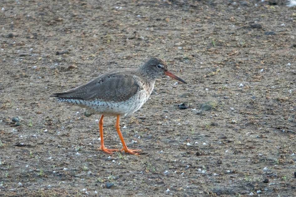 Redshank -