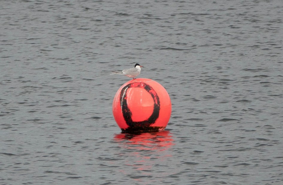 Common Tern