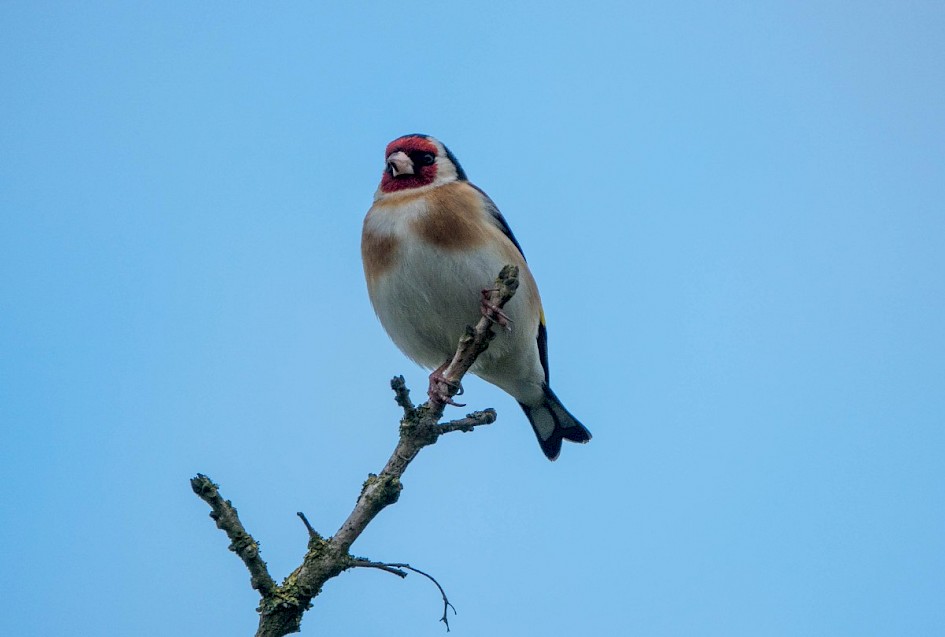 Goldfinch