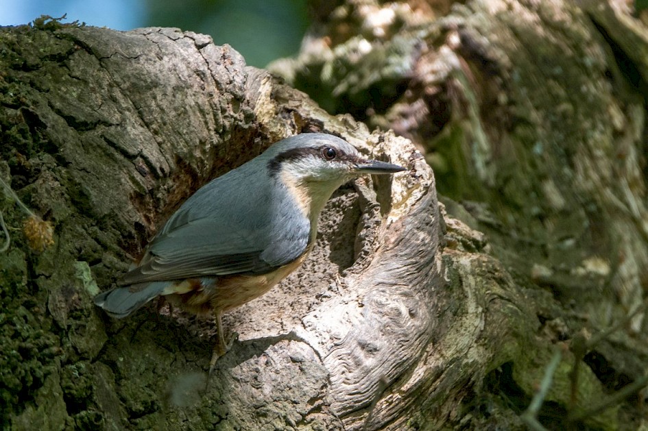 Nuthatch