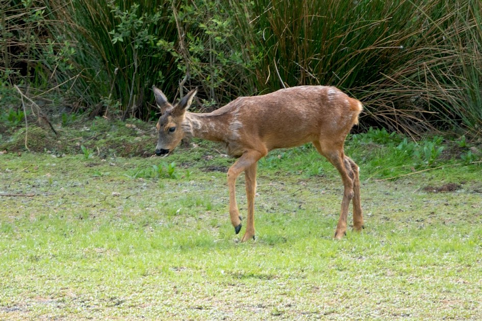 Roe Deer