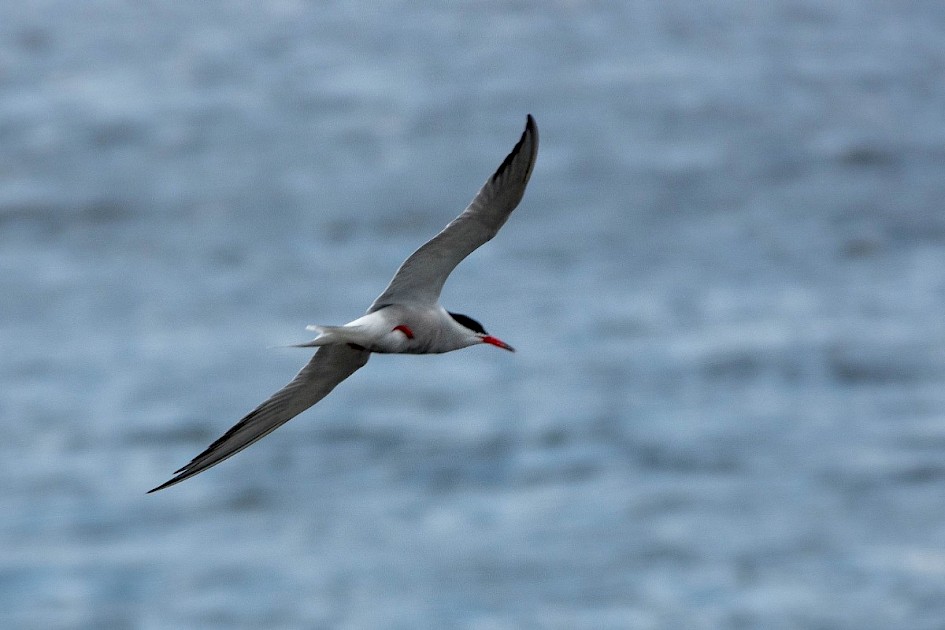 Common Tern-