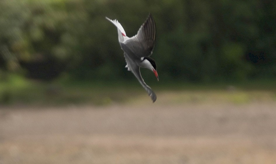 Common Tern