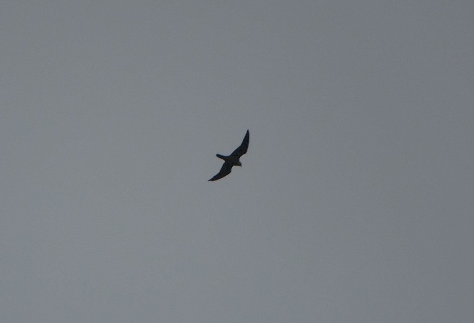 Peregrine-