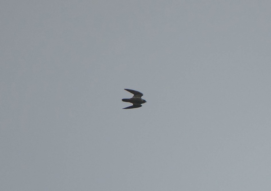 Peregrine