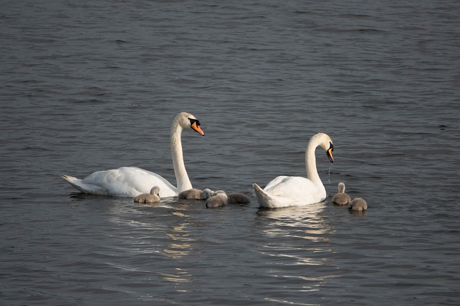 Mute Swans