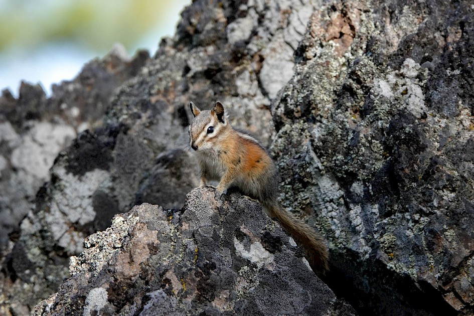Chipmunk