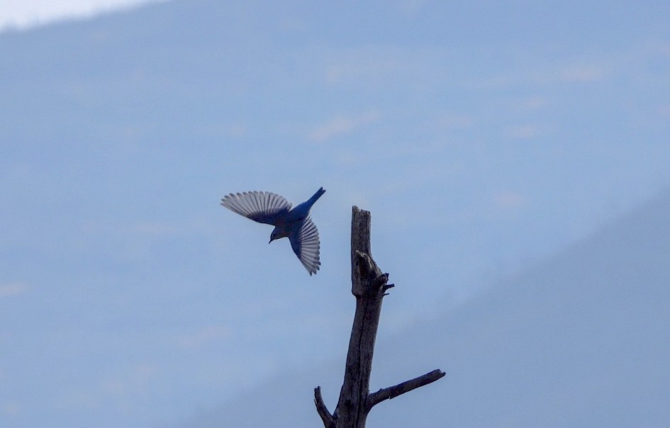 Mountain Bluebird