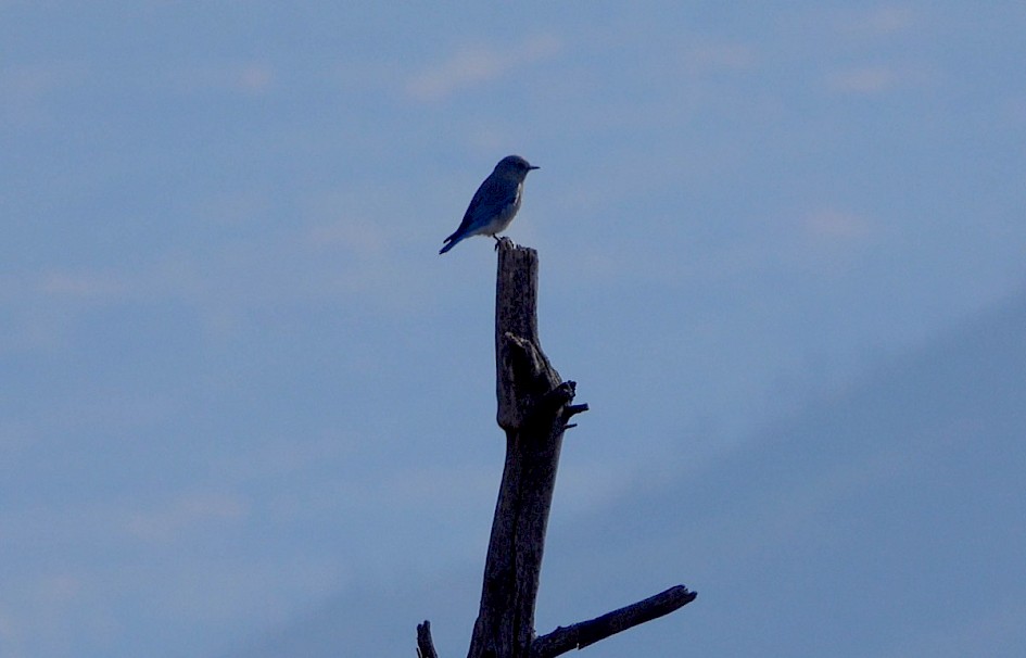 Mountain Bluebird