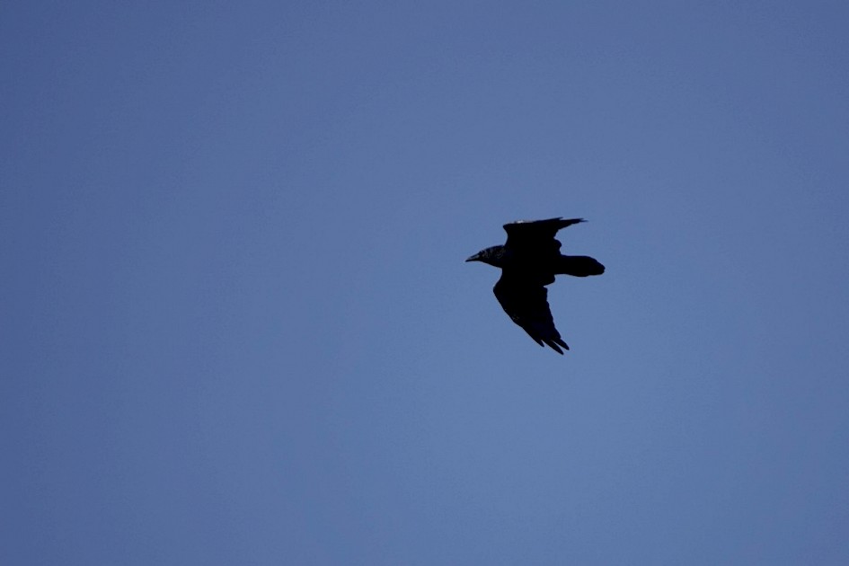 Raven