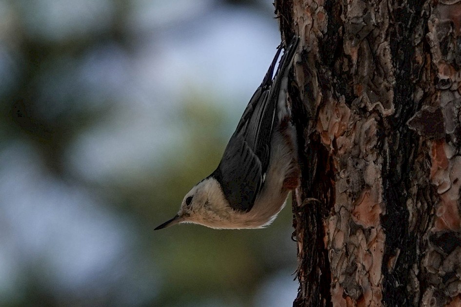 White-breasted Nuthatch