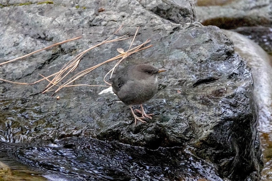 American Dipper - Trepanier Creek