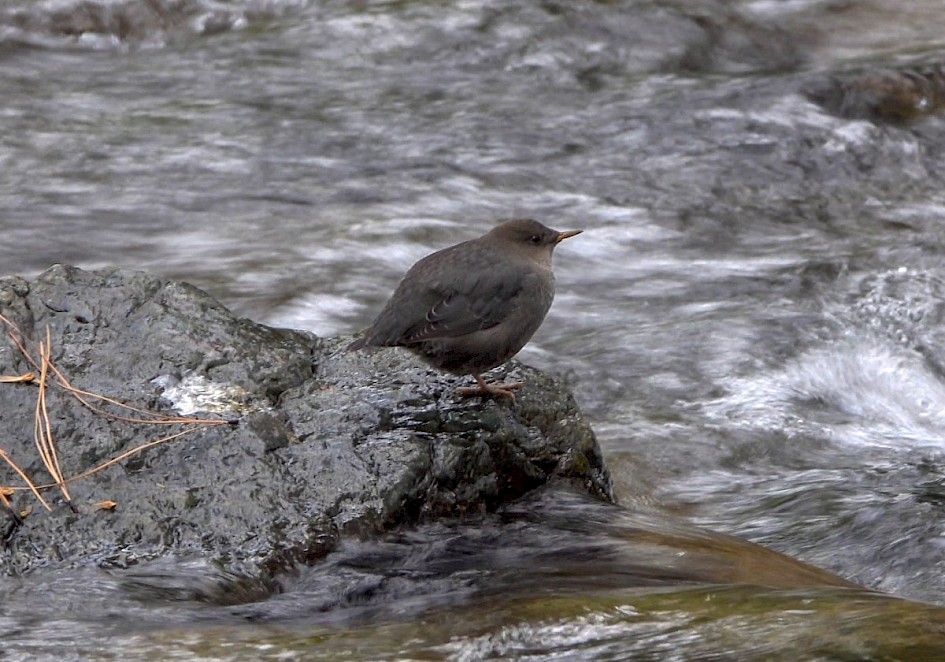 American Dipper - Trepanier Creek
