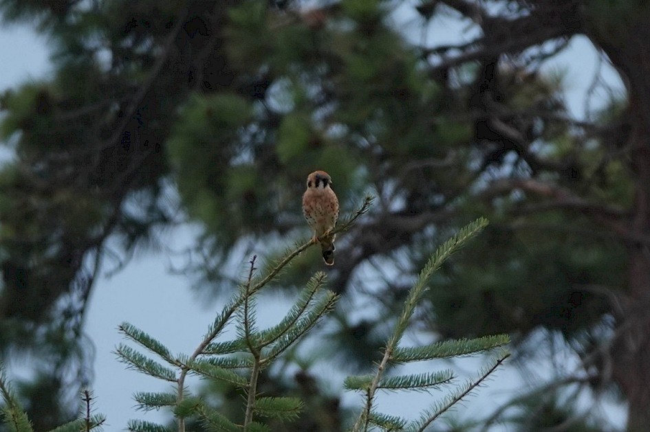 American Kestrel - Summerland