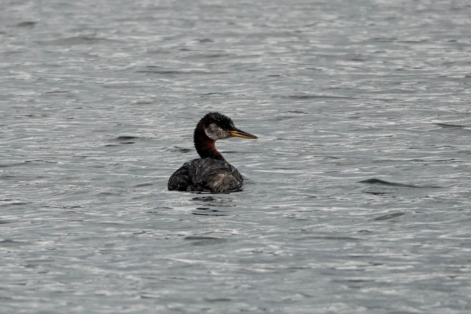 Red-necked Grebe - Power's Creek