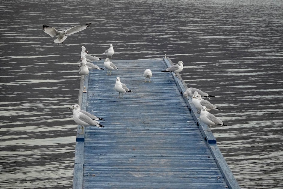 Ring-billed Gulls - Peachland