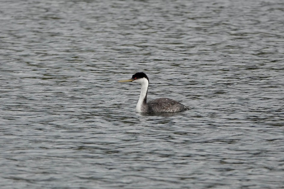 Western Grebe - Power's Creek