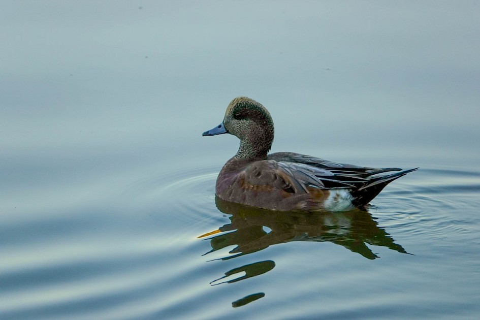 American Wigeon - Stanley Park