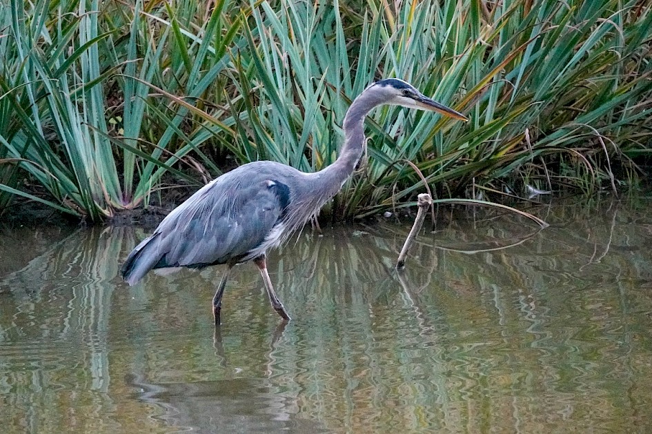 Great Blue Heron - Stanley Park
