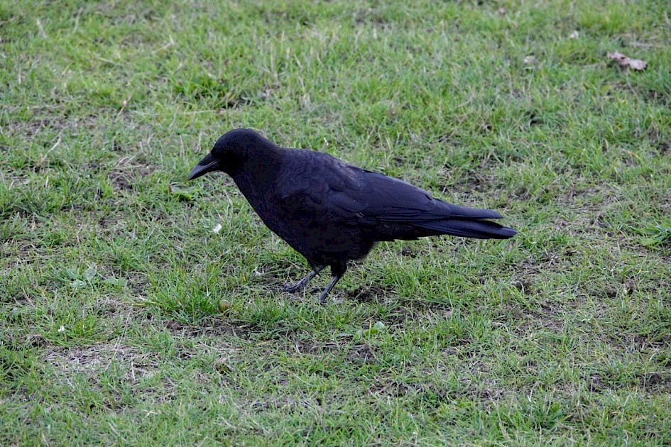 North-western Crow - near Stanley Park