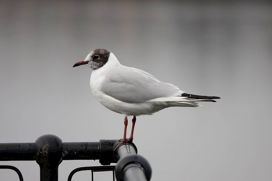 Black-headed Gull