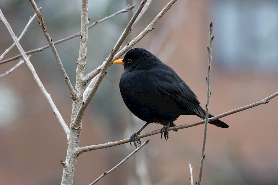 Blackbird