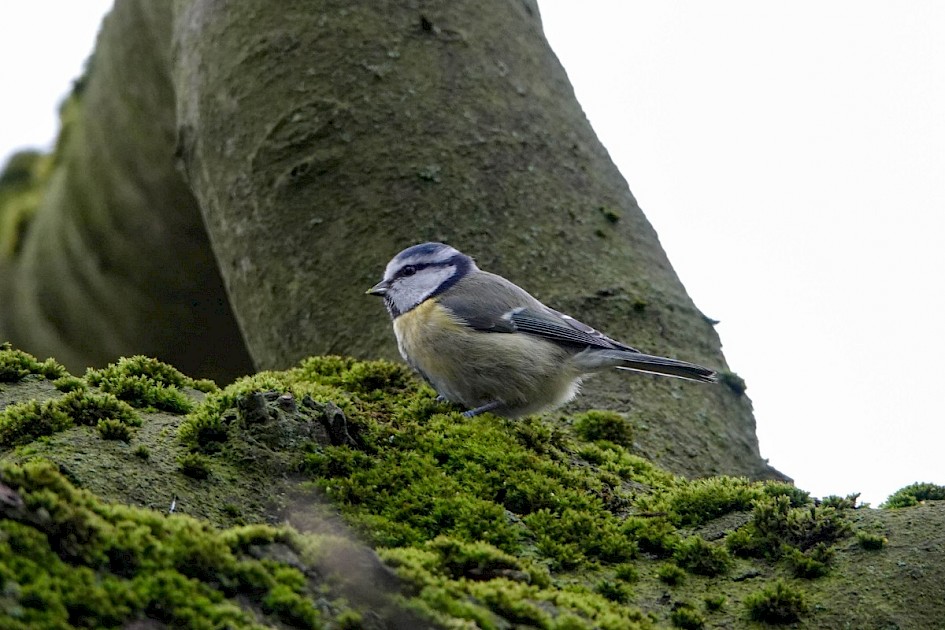 Blue Tit