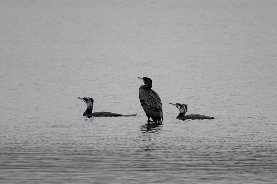 Cormorants