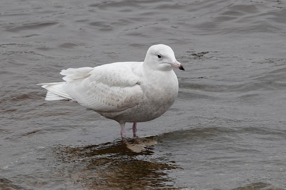 Glaucous Gull