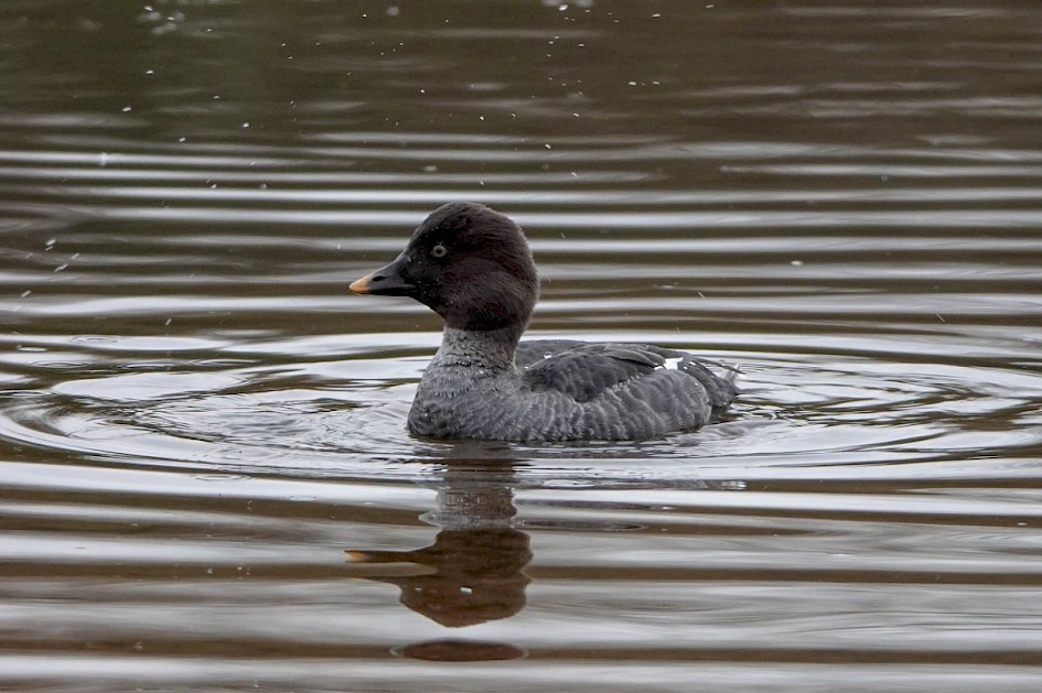 Goldeneye