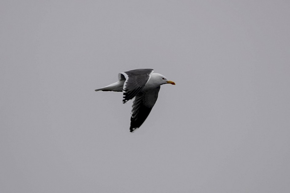 Lesser Black-back