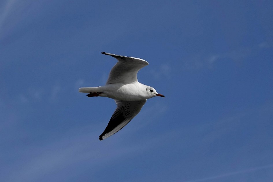 Black-headed Gull
