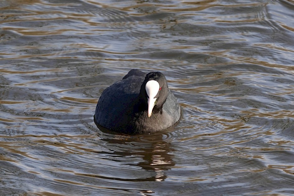 Coot