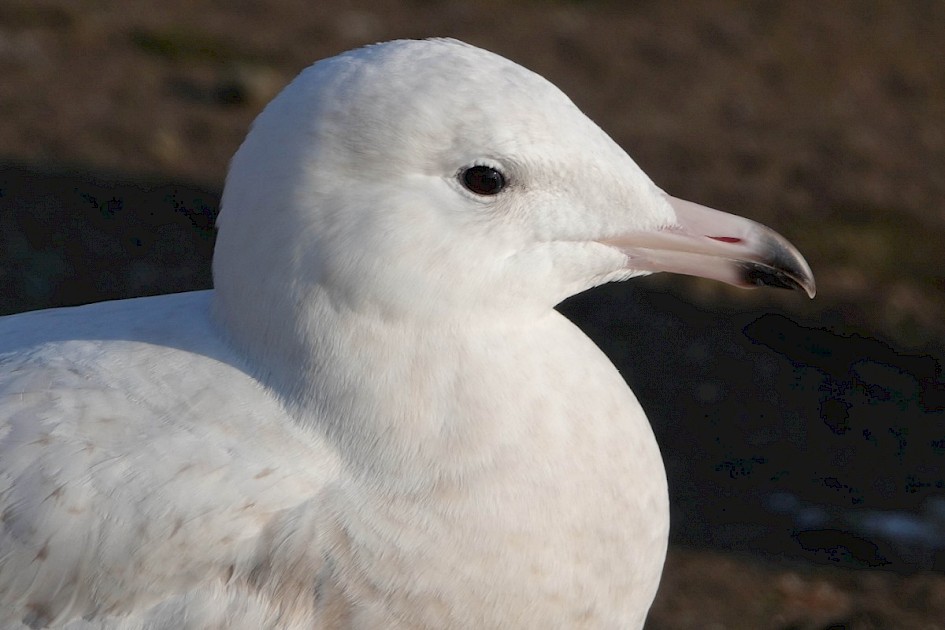 Glaucous Gull