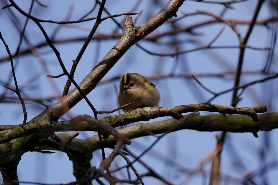 Goldcrest