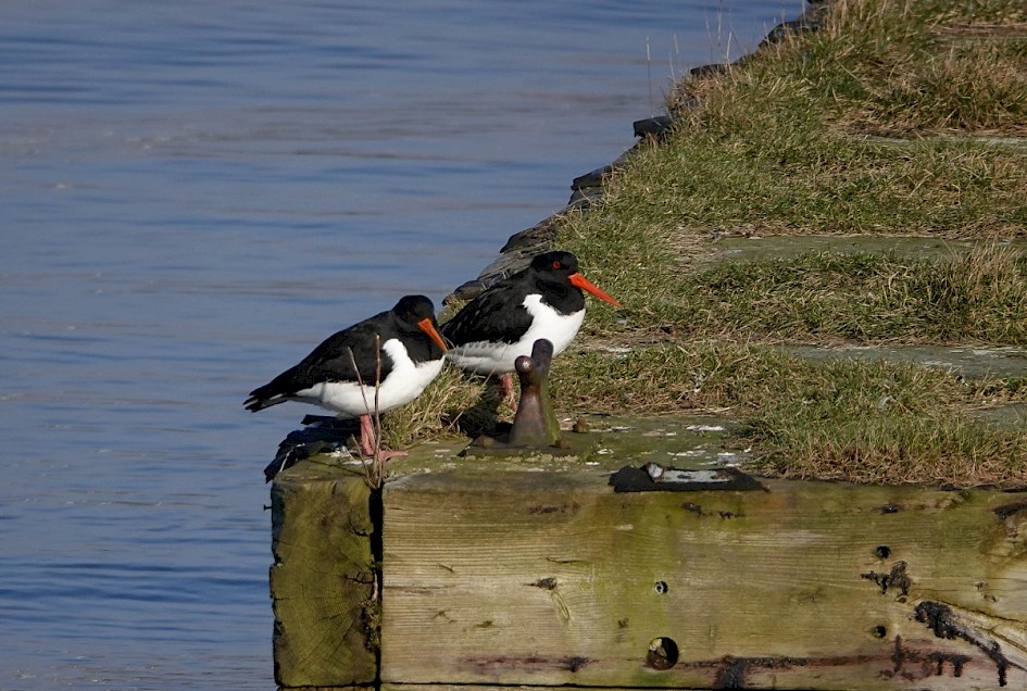 Oystercatchers