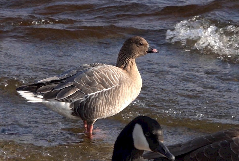 Pink-footed Goose