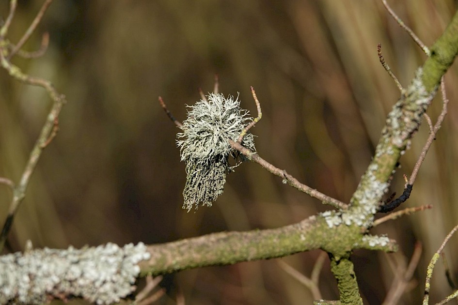 Lichen