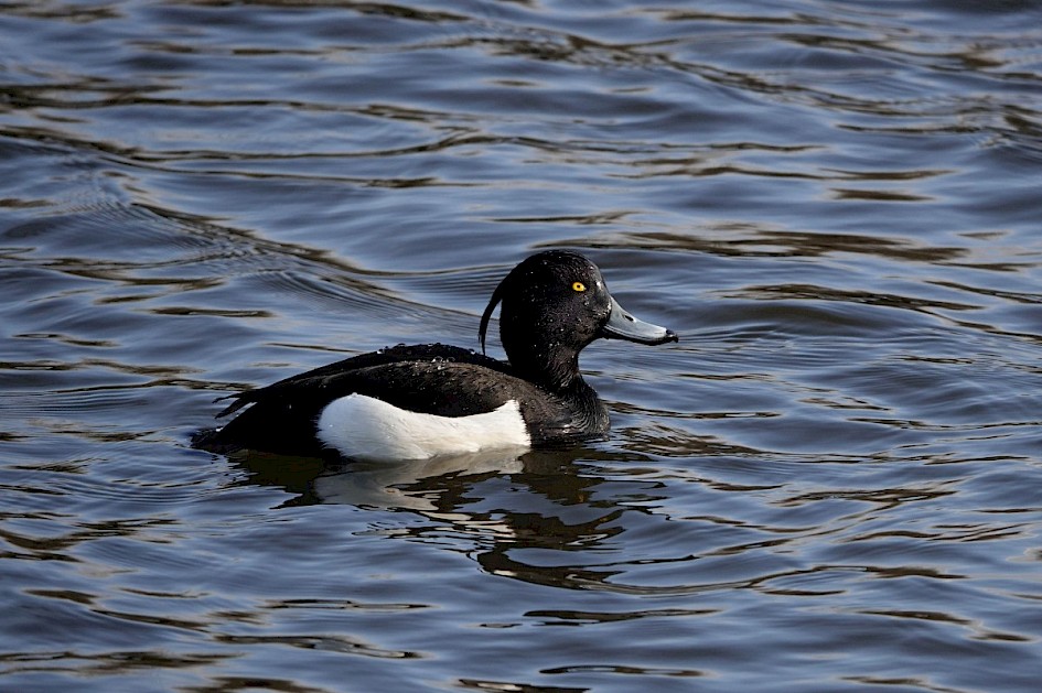Tufted Duck