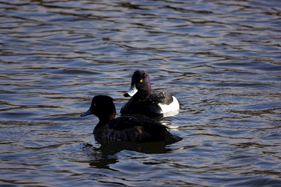 Tufted Ducks