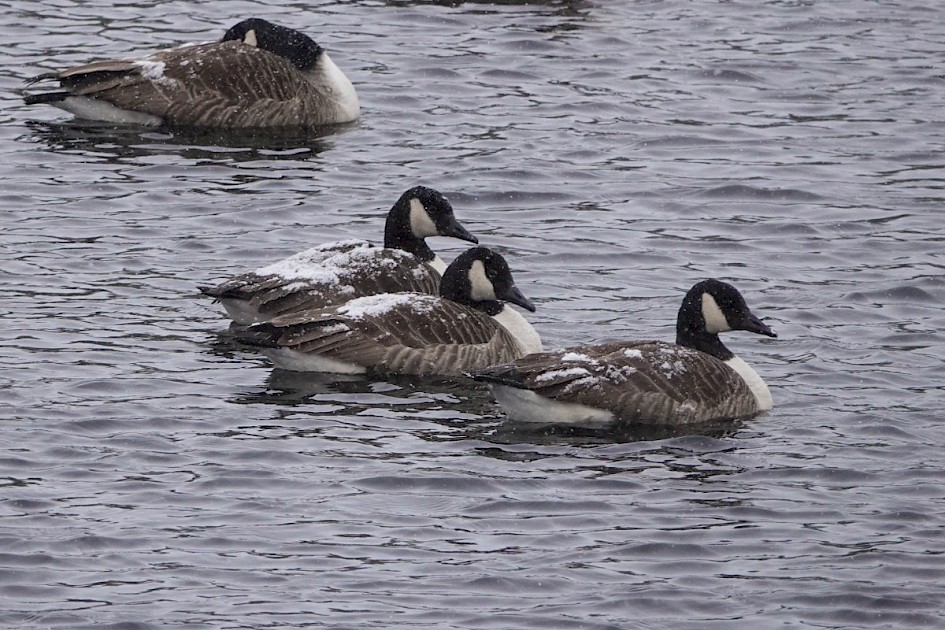 Snow Geese-