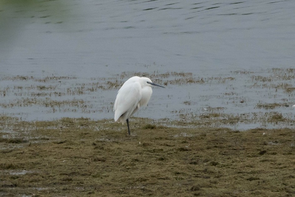 Little Egret-