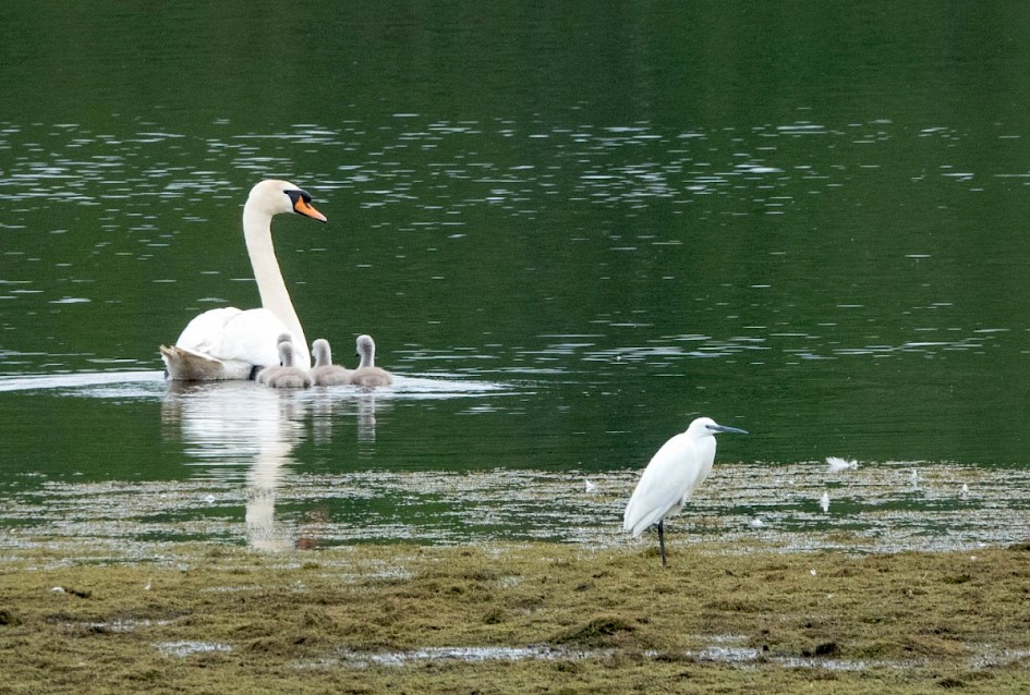 Little Egret