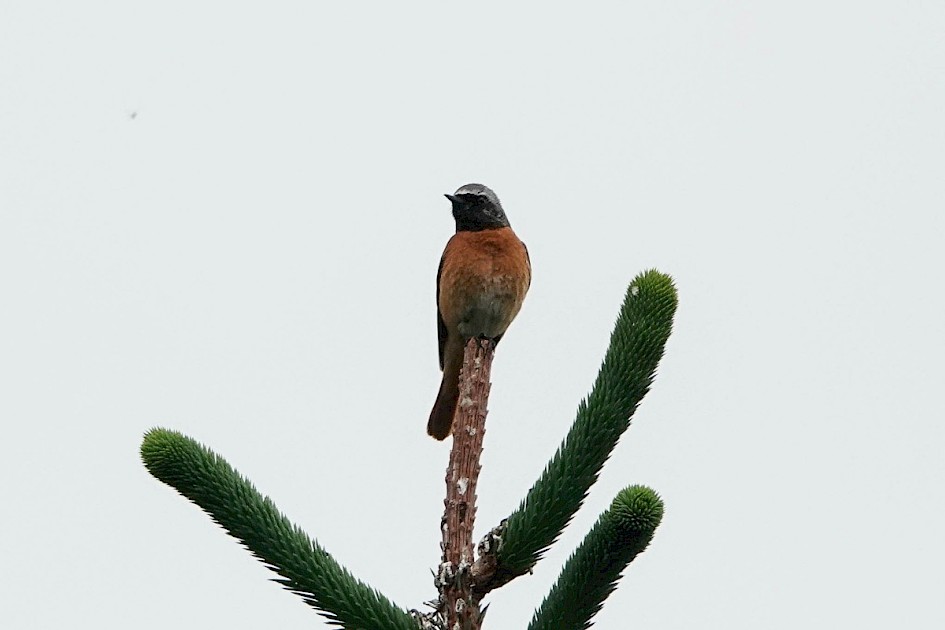 Redstart